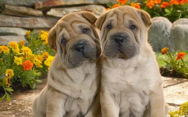 HD desktop wallpaper featuring two cute Shar Pei puppies surrounded by vibrant flowers and natural stone background.