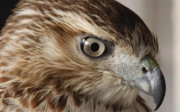 Close-up HD photo of a falcon's head showcasing detailed feathers and sharp eye, used as a PC desktop wallpaper and background.