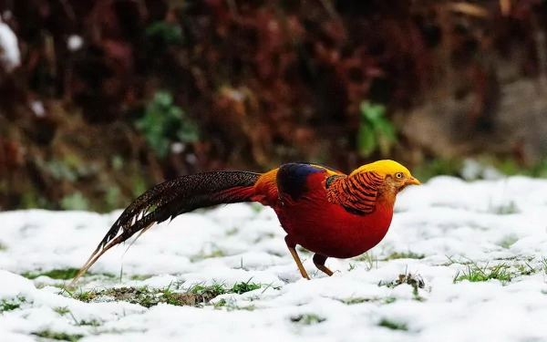 Animal golden pheasant HD Desktop Wallpaper | Background Image
