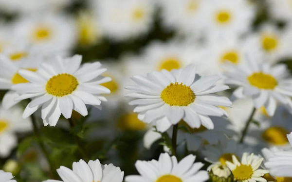 HD PC desktop wallpaper featuring a close-up of blooming white daisies with yellow centers set against a blurred natural background.