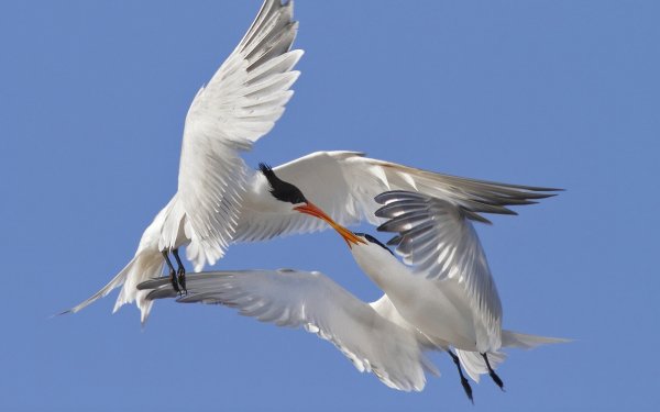 Animal Tern Birds Seabirds Terns HD Wallpaper | Background Image