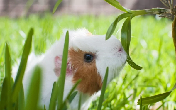 A close-up of a curious guinea pig sniffing at green grass, showcased in a vibrant HD wallpaper, capturing the charm of this adorable animal in a natural setting.