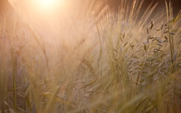 HD desktop wallpaper featuring a close-up view of golden wheat swaying gently in warm, soft sunlight, capturing the tranquil beauty of nature.