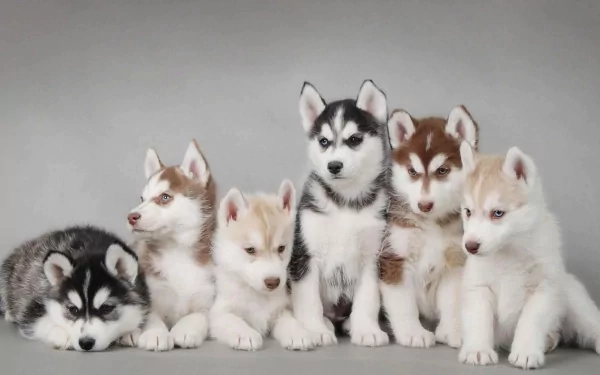 A charming HD desktop wallpaper featuring six adorable husky puppies, showcasing their playful nature and striking fur patterns against a soft gray background.