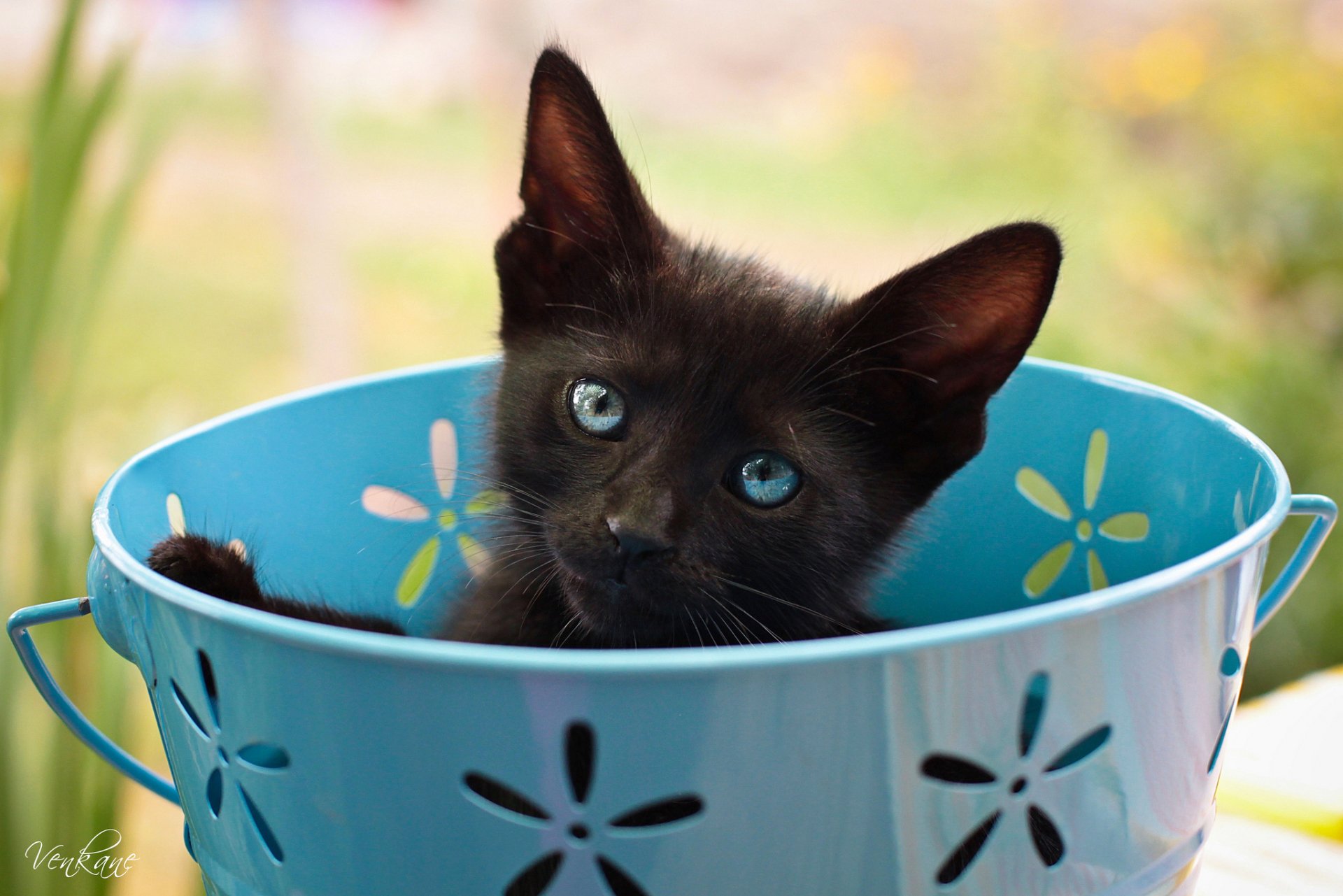 A charming black cat with striking blue eyes peeks out from a light blue bucket adorned with floral designs, creating an engaging animal-themed HD desktop wallpaper.