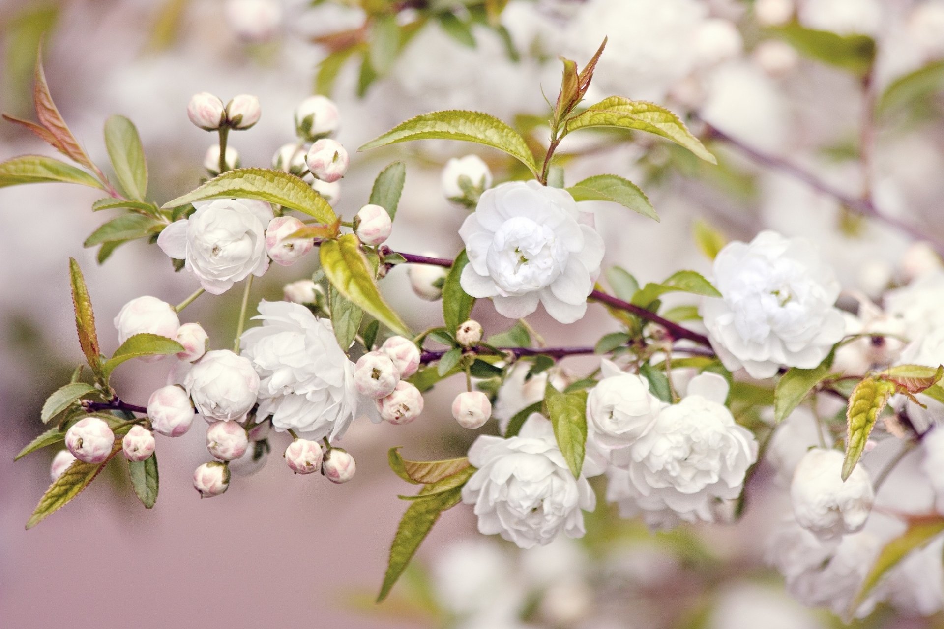 HD PC desktop wallpaper showcasing delicate white blossoms on a branch, capturing the serene beauty of nature in full bloom.