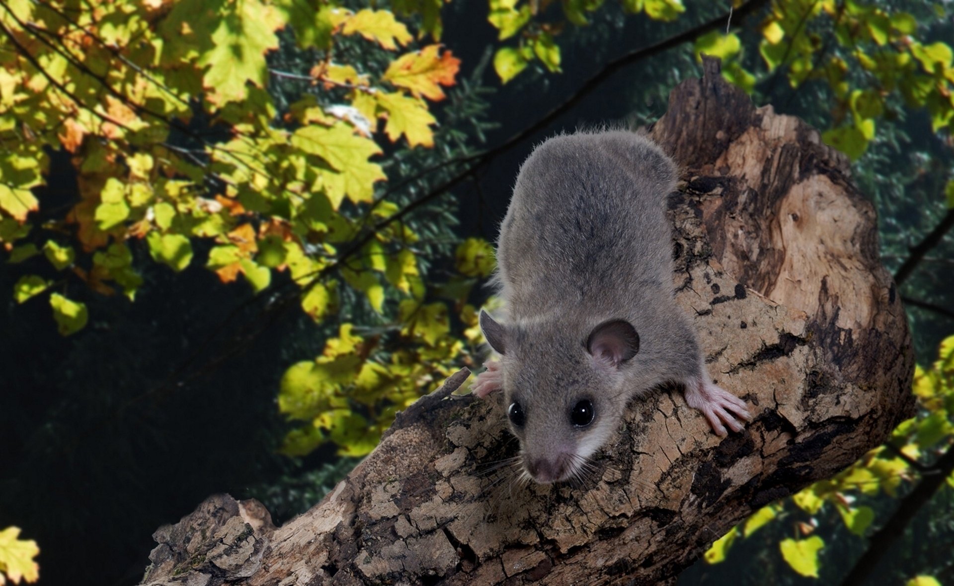 HD desktop wallpaper featuring a close-up of a gray mouse perched on a tree branch with green and yellow leaves in the background.