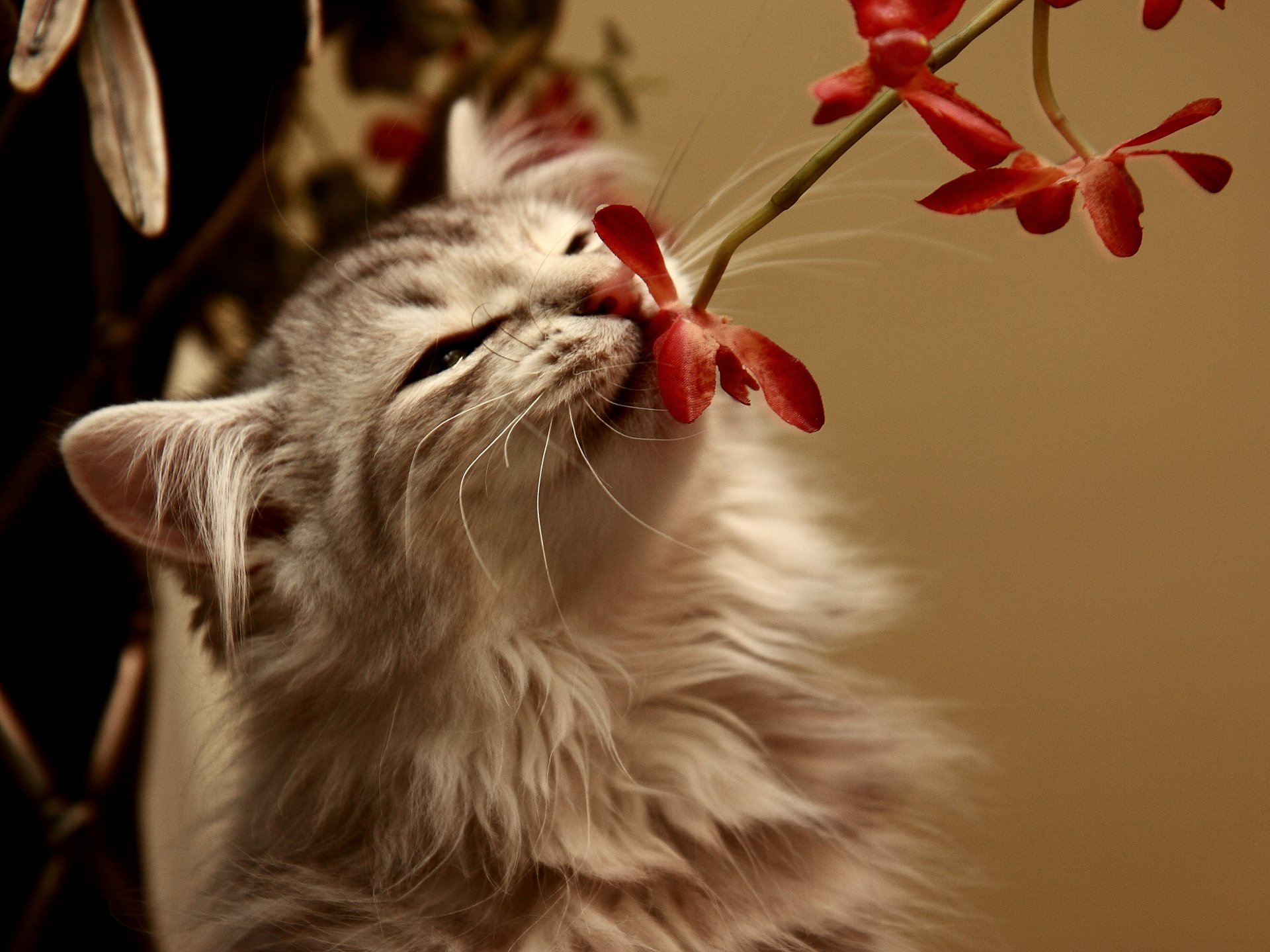 A fluffy cat sniffing vibrant red flowers, captured in a warm, soft light, making for a charming HD PC desktop wallpaper and background.