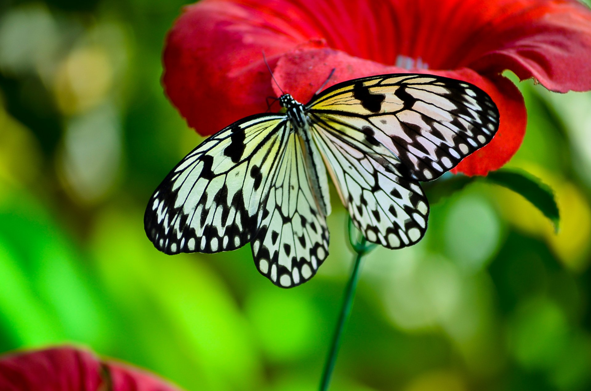 Close-up HD desktop wallpaper of a butterfly perched on a vibrant red flower, showcasing intricate wing patterns against a blurred green background.