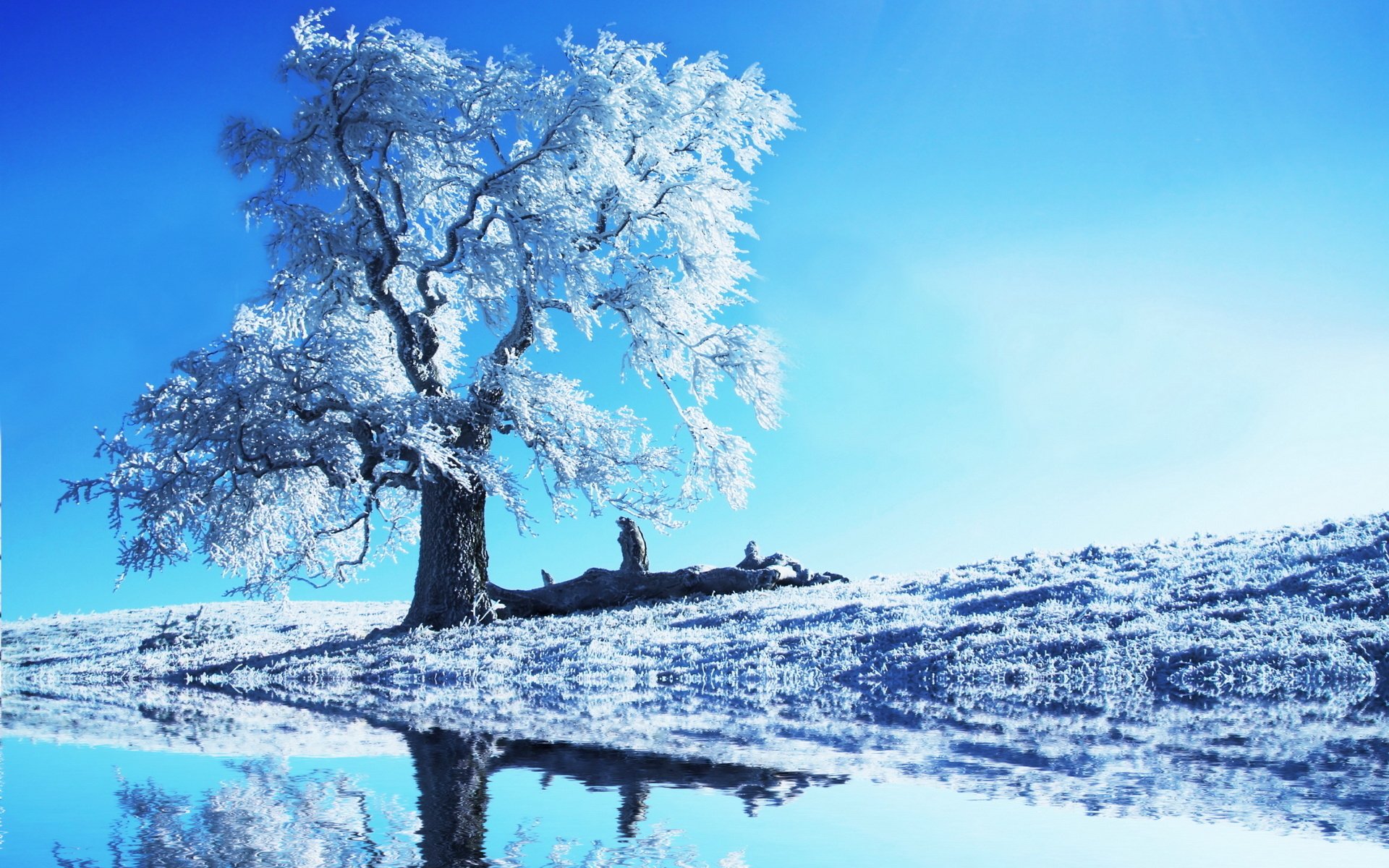 HD PC desktop wallpaper of a serene winter landscape with a frosted tree beside a calm reflective body of water under a clear blue sky.