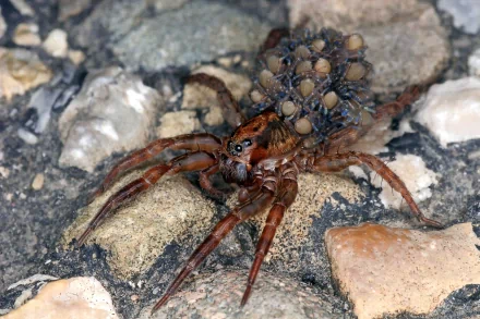 HD PC desktop wallpaper featuring a close-up of a wolf spider carrying its spiderlings on a rocky surface.