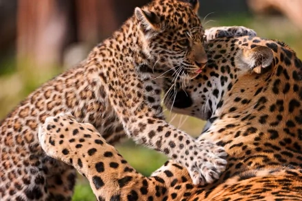 A captivating HD wallpaper featuring a playful leopard cub interacting with its parent, showcasing the beauty and bond of these majestic animals.