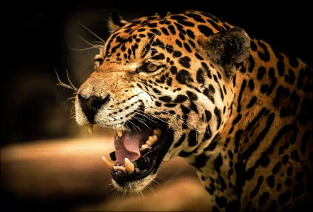 A fierce jaguar with striking spots and bared teeth, displayed in high definition, makes a stunning HD PC desktop wallpaper and background.
