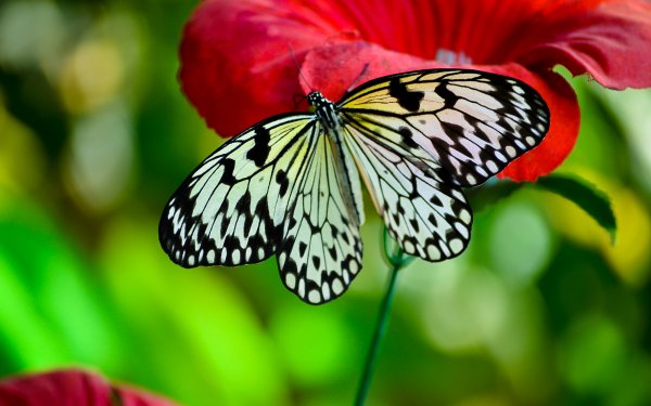 Animal Butterfly Close-Up Flower HD Wallpaper | Background Image
