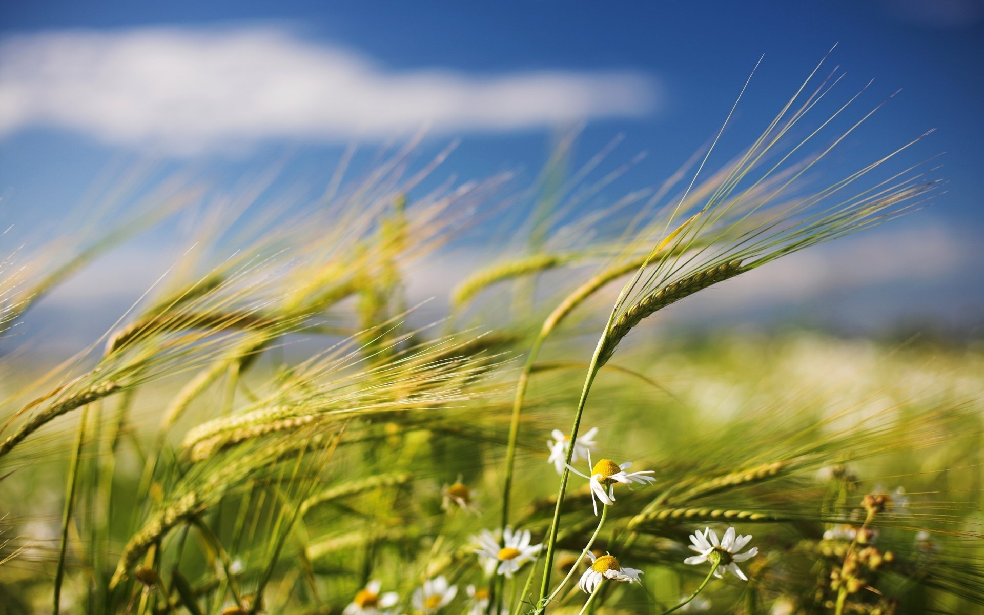 HD PC desktop wallpaper of golden wheat swaying in a sunlit field under a blue sky, captured in a vibrant nature scene.