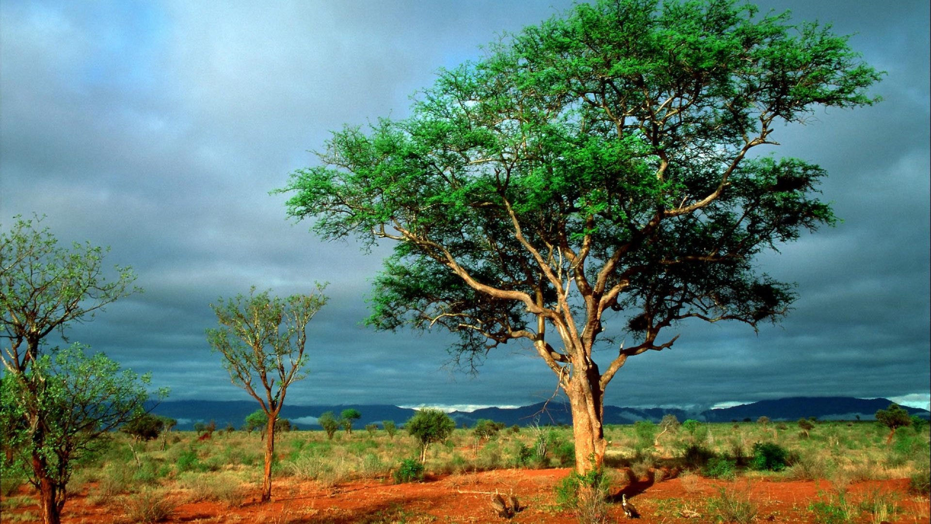 HD desktop wallpaper depicting a vibrant green tree standing tall in a natural landscape under a cloudy sky.