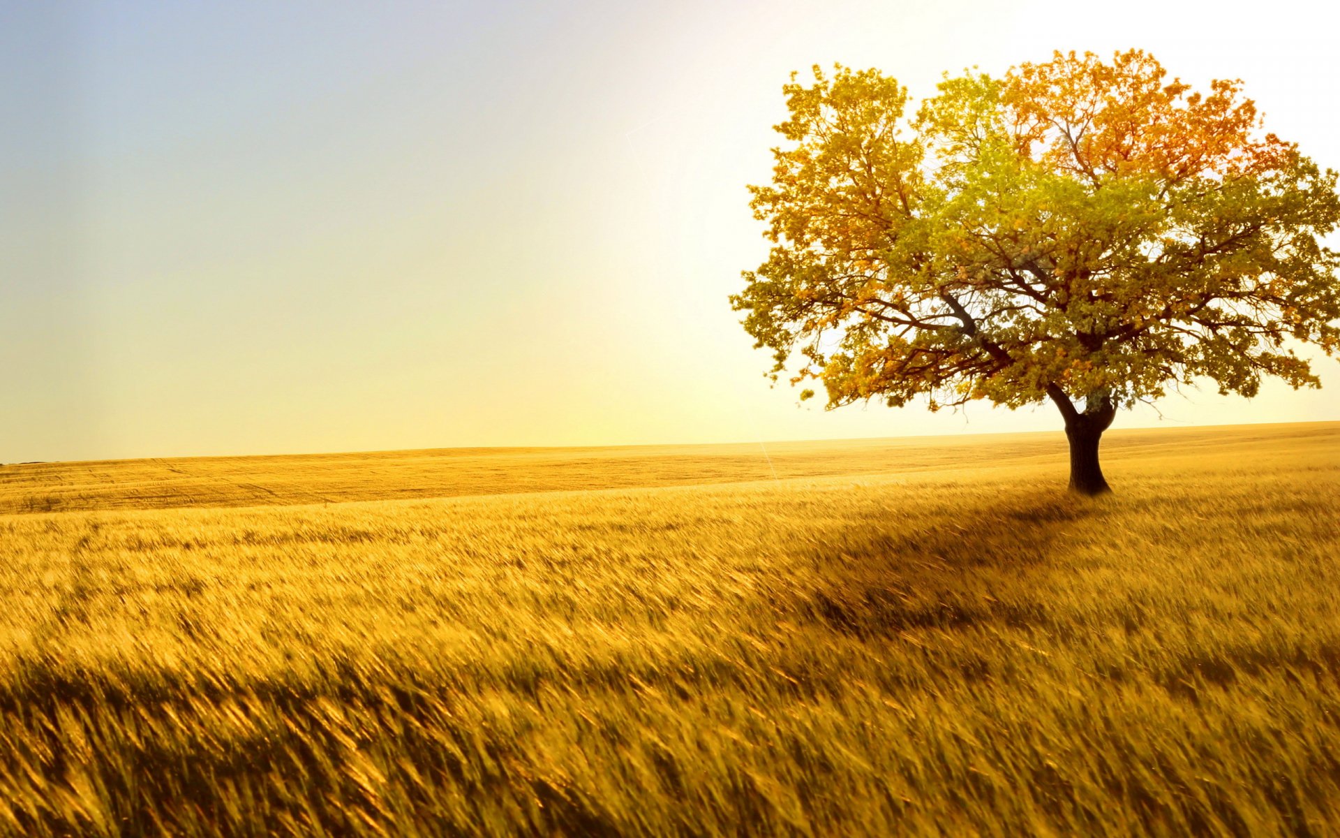 A serene landscape featuring a solitary tree amidst a golden field, capturing the essence of nature. This HD image serves as an inspiring desktop wallpaper and background.