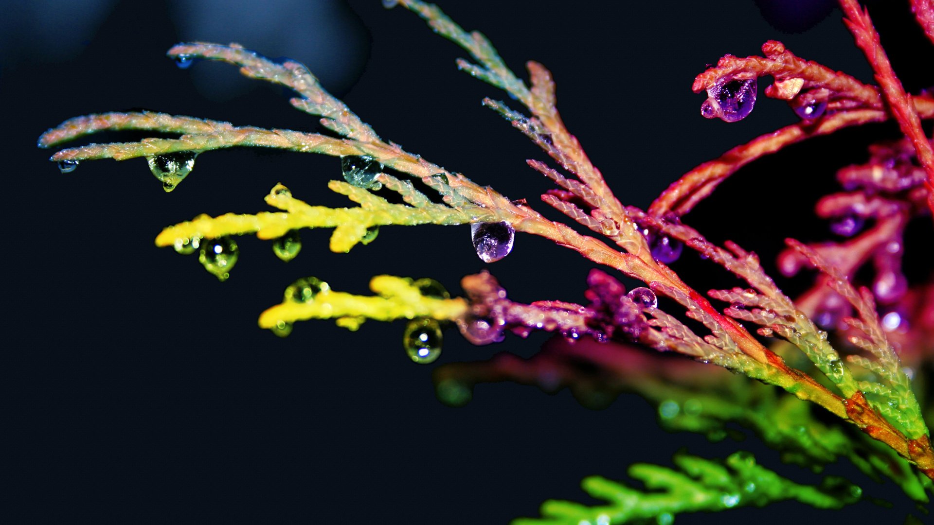 Close-up of colorful plant branches with clear water drops, captured in vibrant detail for an HD PC desktop wallpaper showcasing nature's beauty.
