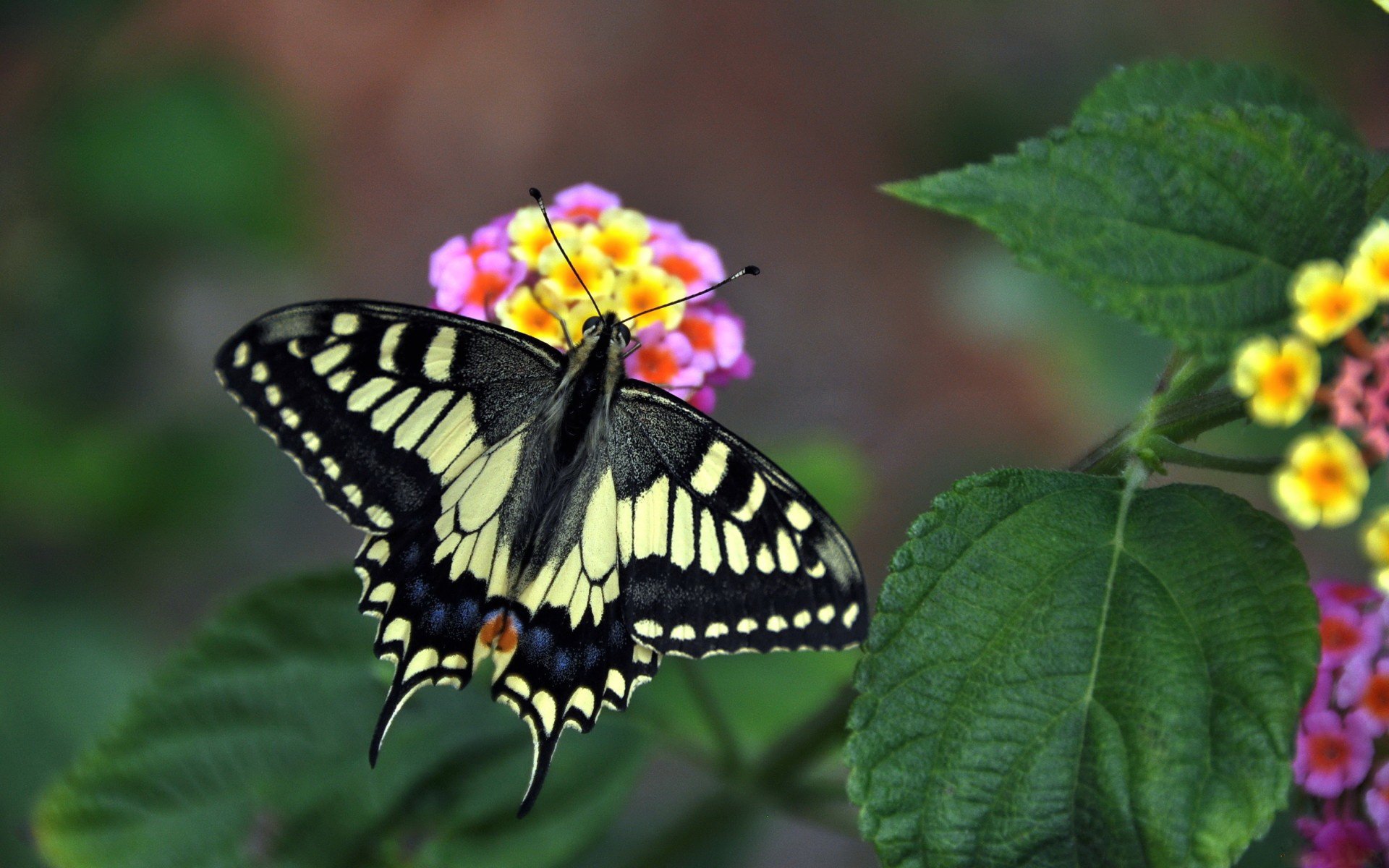 A vibrant butterfly with black and yellow wings rests on colorful flowers, captured in high definition for a PC desktop wallpaper.