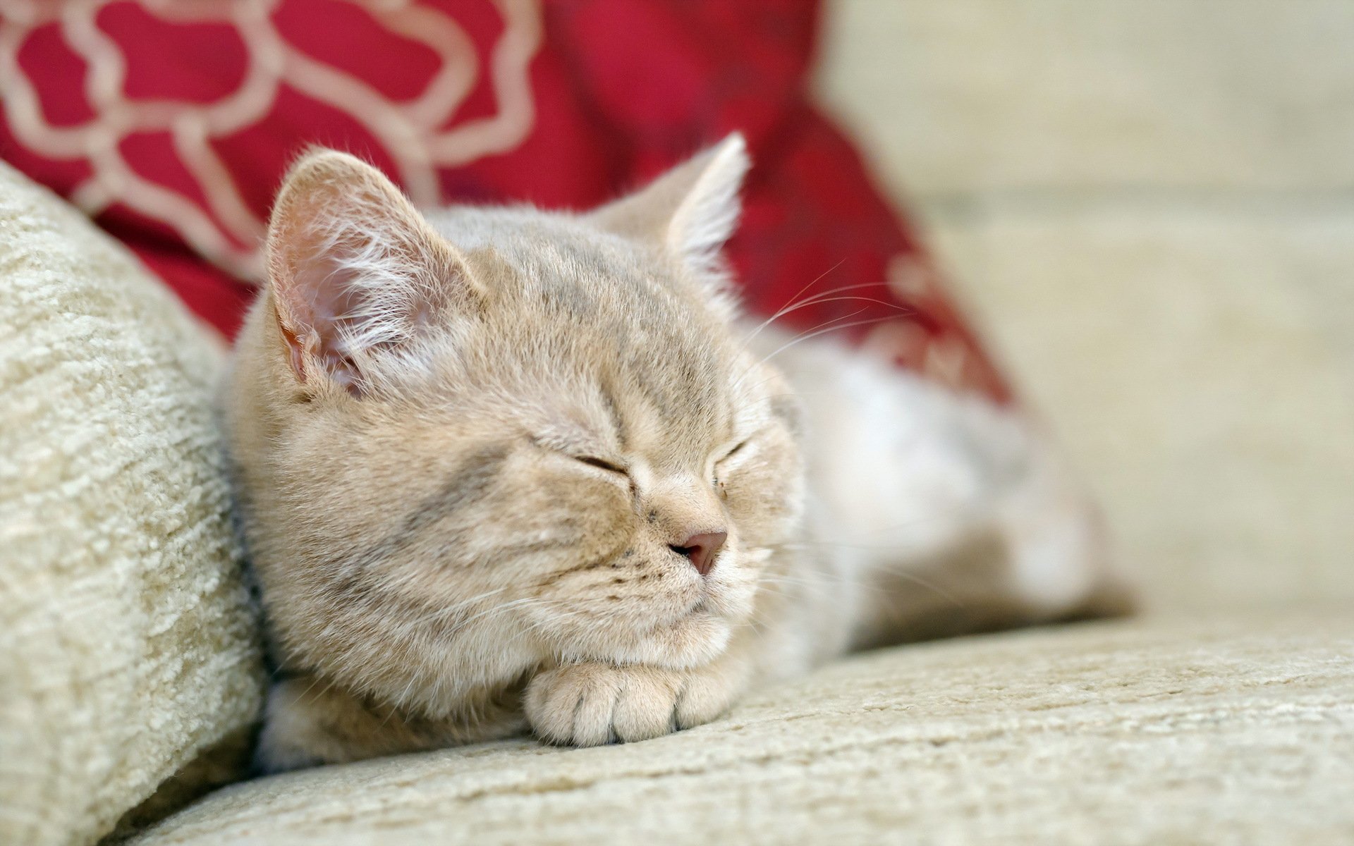 Close-up of a peaceful cat resting on a couch, featured as an HD PC desktop wallpaper and background with soft, warm tones.