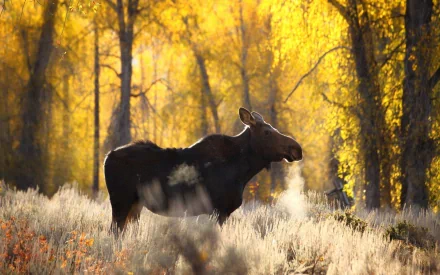 HD PC desktop wallpaper of a moose standing in a sunlit autumn forest with golden trees and frosty ground.