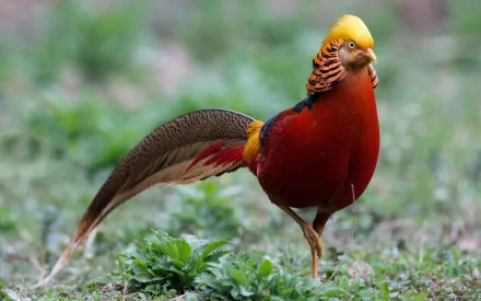 A golden pheasant stands elegantly on lush green grass, showcasing its vibrant plumage and distinctive features, creating a striking HD desktop wallpaper.