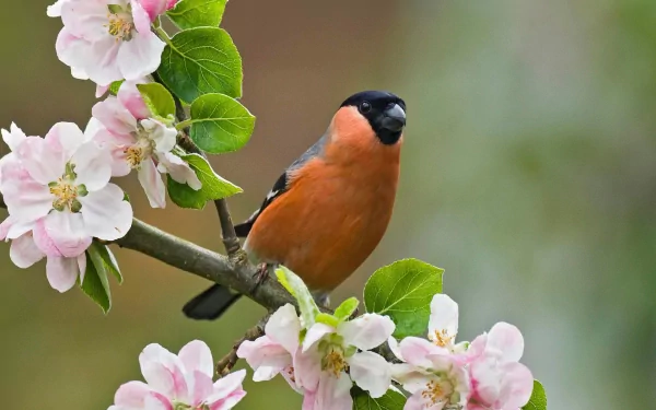 A vibrant Eurasian bullfinch perched on a blooming apple tree branch, surrounded by delicate spring blossoms, capturing the essence of nature's beauty in this HD desktop wallpaper.