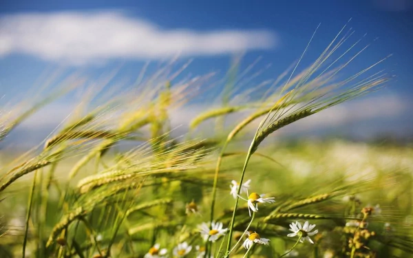 HD PC desktop wallpaper of golden wheat swaying in a sunlit field under a blue sky, captured in a vibrant nature scene.