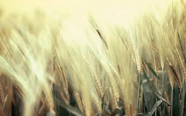 HD PC desktop wallpaper showing a close-up of golden wheat stalks swaying gently in a bright, sunlit natural field.