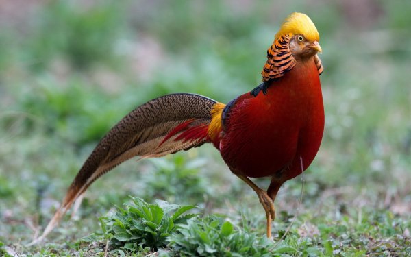 Animal Golden Pheasant Birds Galliformes Bird HD Wallpaper | Background Image