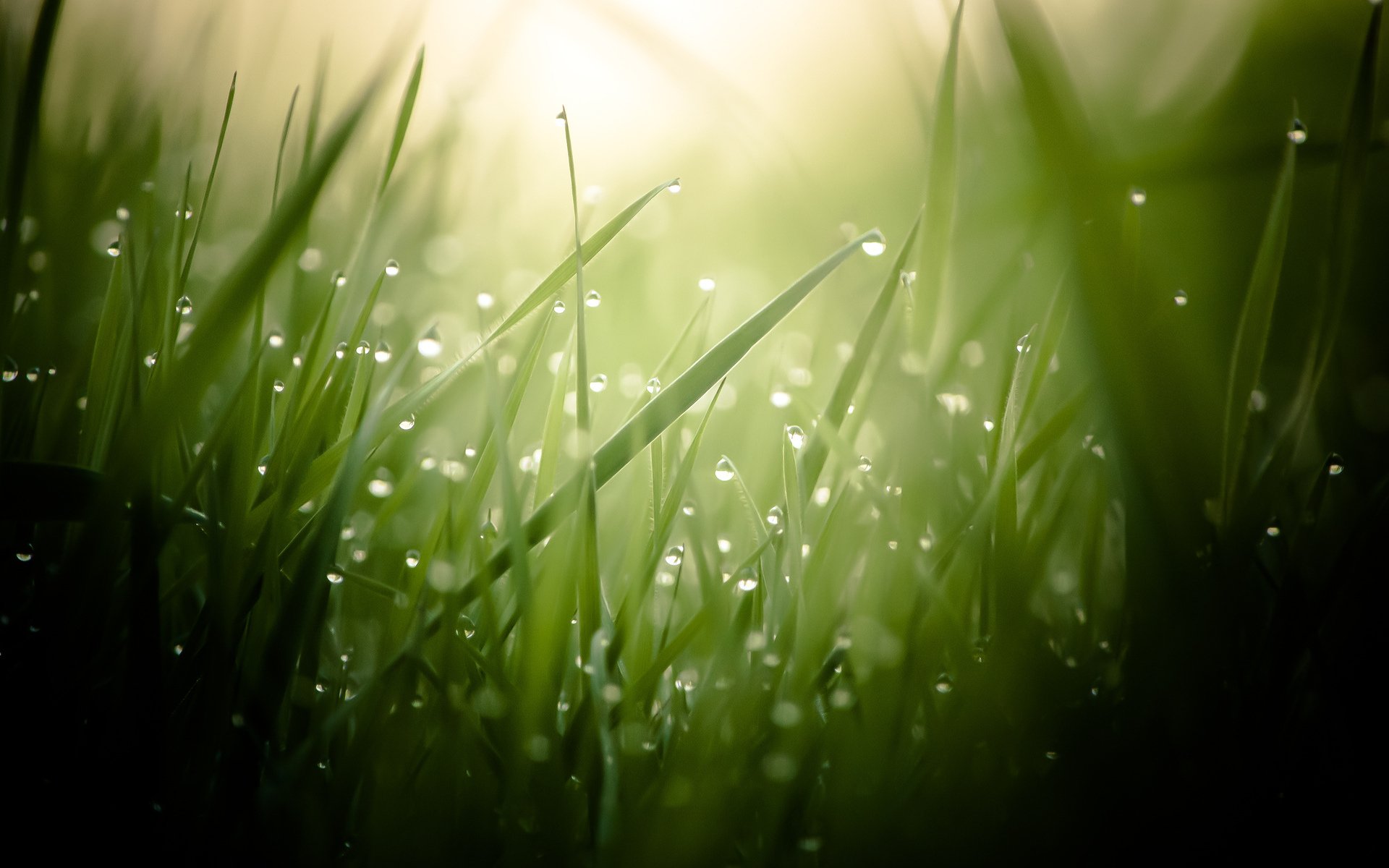 Close-up of dew-kissed grass blades in soft, natural light, creating a serene nature scene. This HD image serves as a captivating desktop wallpaper and background.