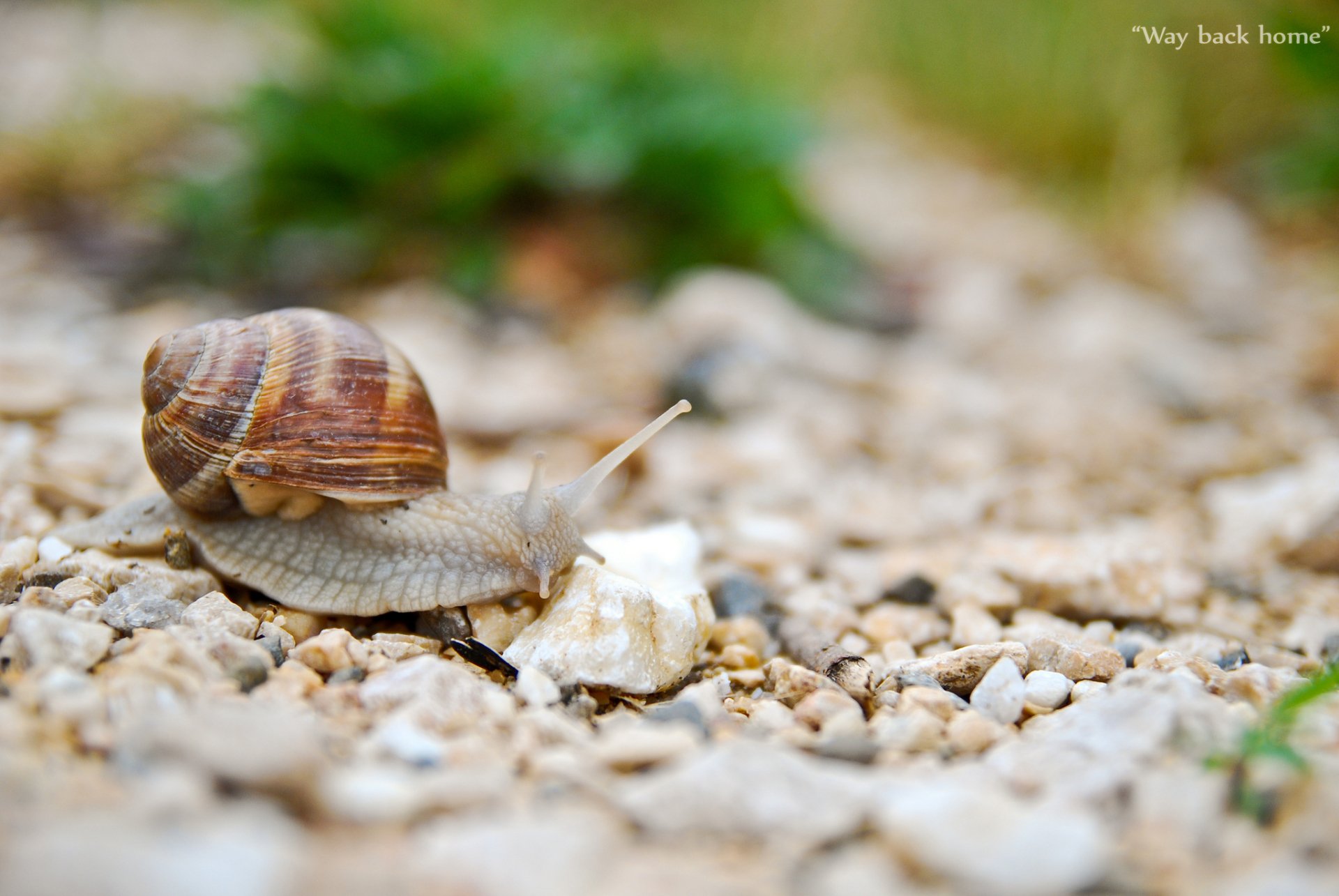 Download Animal Snail HD Wallpaper