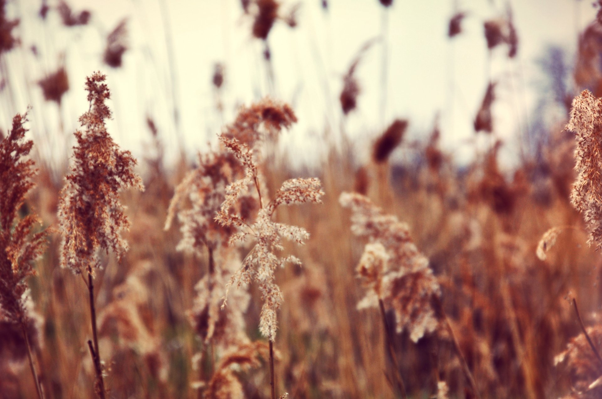 HD PC desktop wallpaper featuring close-up of brown grasses in a soft-focus natural setting, capturing a serene and warm nature scene.