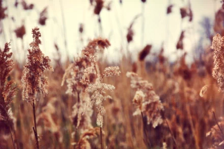 HD PC desktop wallpaper featuring close-up of brown grasses in a soft-focus natural setting, capturing a serene and warm nature scene.