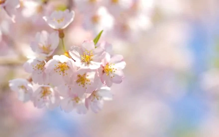 nature blossom HD Desktop Wallpaper | Background Image