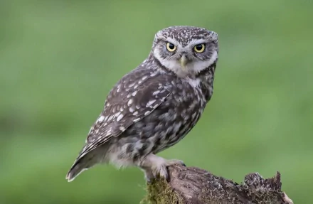 A little owl perched on a mossy stump, showcasing its captivating eyes and speckled feathers, set against a soft green background. An engaging HD desktop wallpaper.