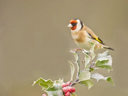 HD desktop wallpaper and background featuring a European goldfinch perched on a frosty branch, with a soft, blurred background. Tags: European goldfinch, animal, goldfinch.