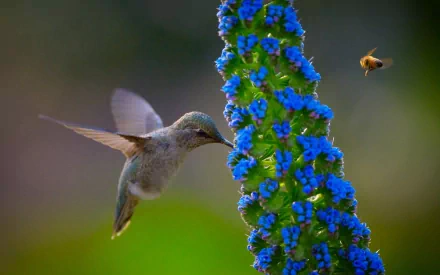 A vibrant hummingbird hovers near a tall flower with blue blossoms, accompanied by a small bee, creating a dynamic scene in this HD desktop wallpaper.