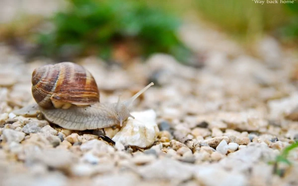 Animal snail HD Desktop Wallpaper | Background Image