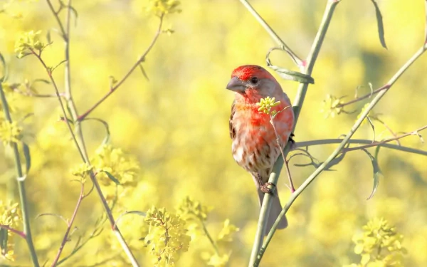 A vibrant house finch perched on a delicate branch amidst a field of bright yellow flowers, creating a stunning HD desktop wallpaper and background.