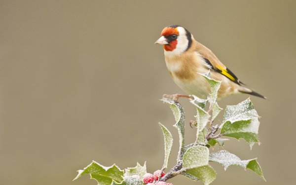 Animal Goldfinch Birds Passerines HD Wallpaper | Background Image