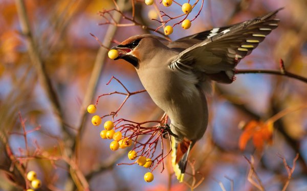 Animal Cedar Waxwing Birds Passerines HD Wallpaper | Background Image