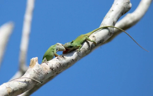 HD desktop wallpaper featuring two vibrant green anole lizards perched on a sunlit tree branch against a clear blue sky.
