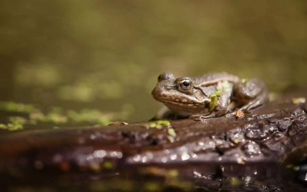 HD desktop wallpaper showing a close-up of a frog resting on a wet log in a natural, green-hued environment.
