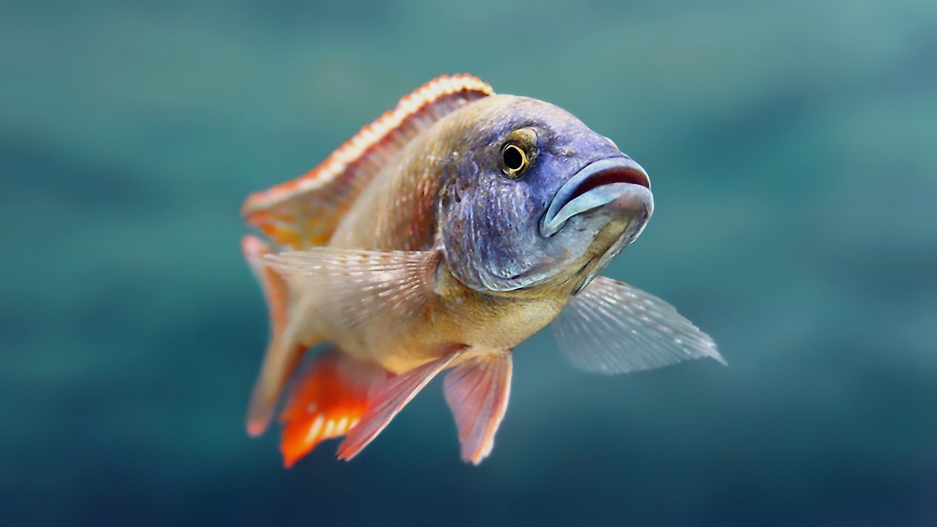 wallpaper widescreen high resolution fish