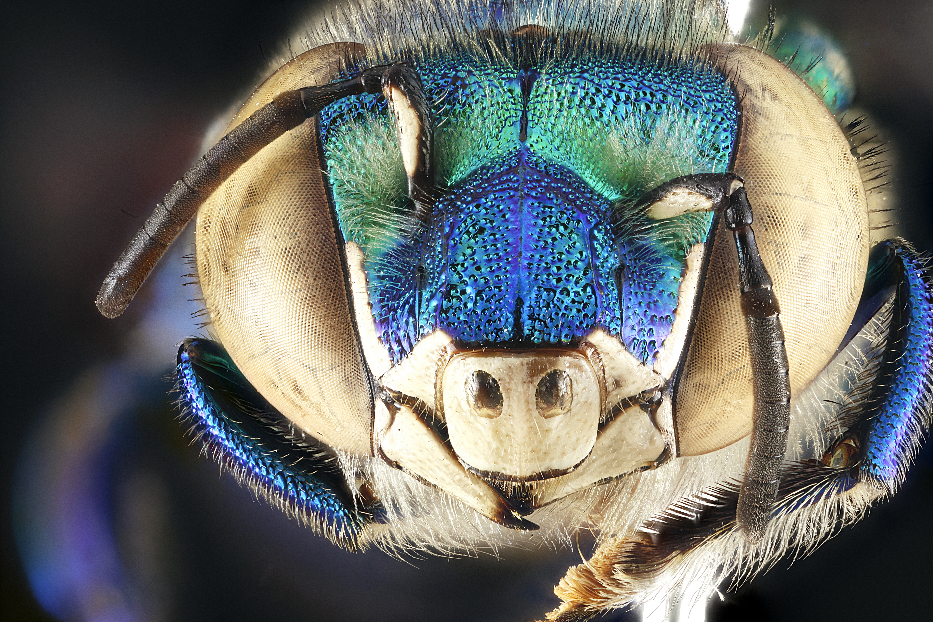 Download Animal Insect 4k Ultra HD Wallpaper