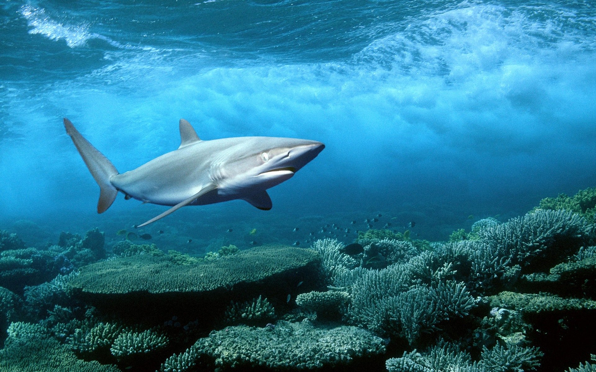 HD PC desktop wallpaper featuring a shark swimming above a coral reef in clear blue ocean waters.