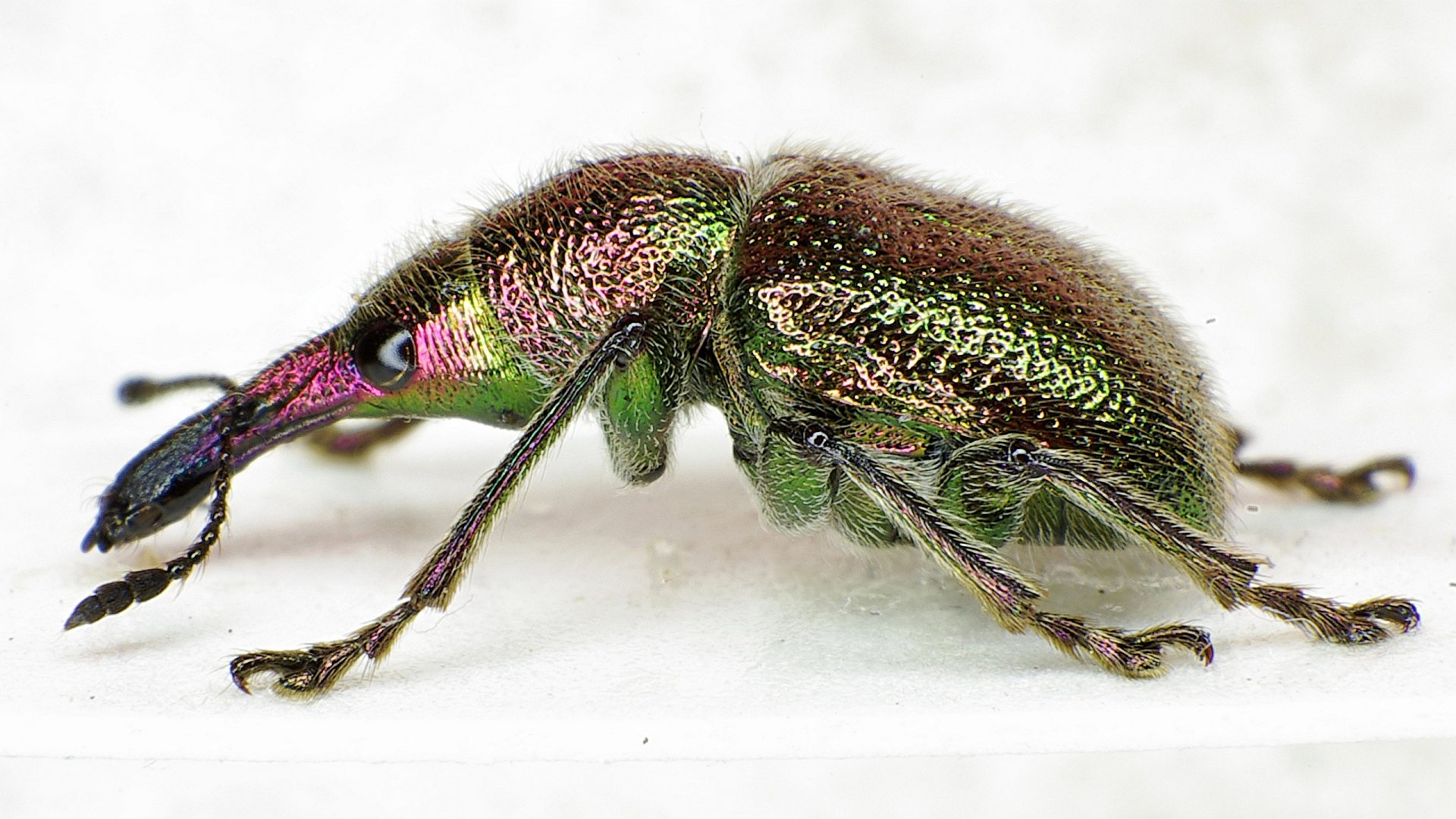 Download Beetle Animal Insect HD Wallpaper