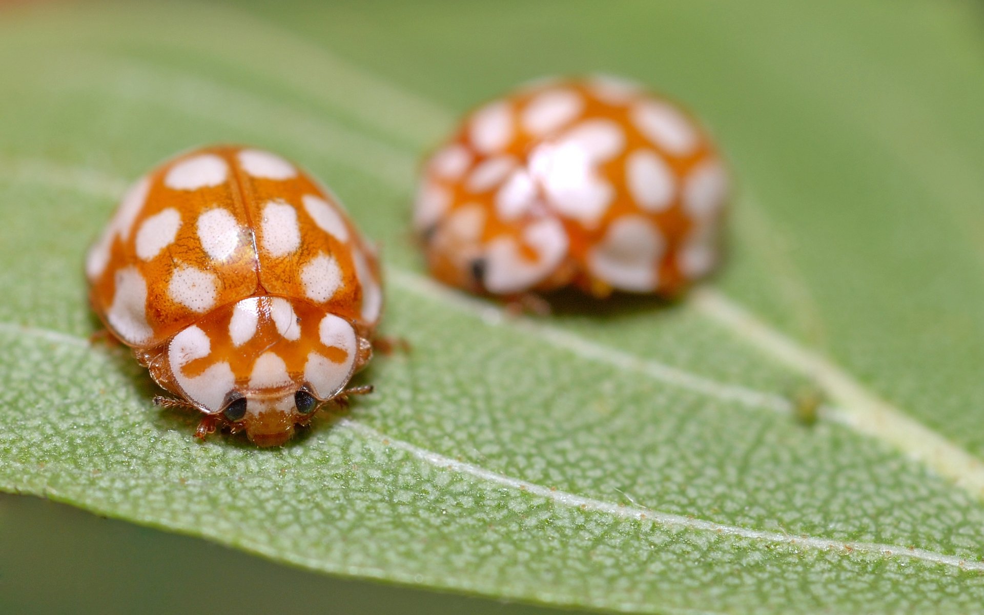 Download Insect Animal Ladybug HD Wallpaper