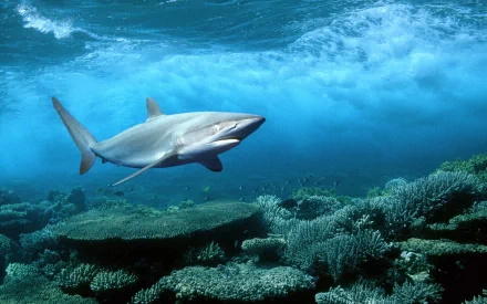 HD PC desktop wallpaper featuring a shark swimming above a coral reef in clear blue ocean waters.